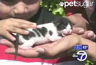 The Scoop: I Heart Kitty